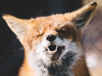 What Does the Fox Say? Announcing Our Contest Winners!