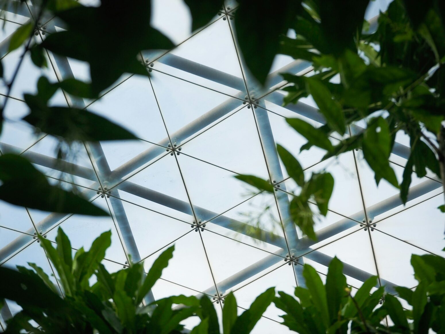 View of the triangular glass panels of a greenhouse from below leaves