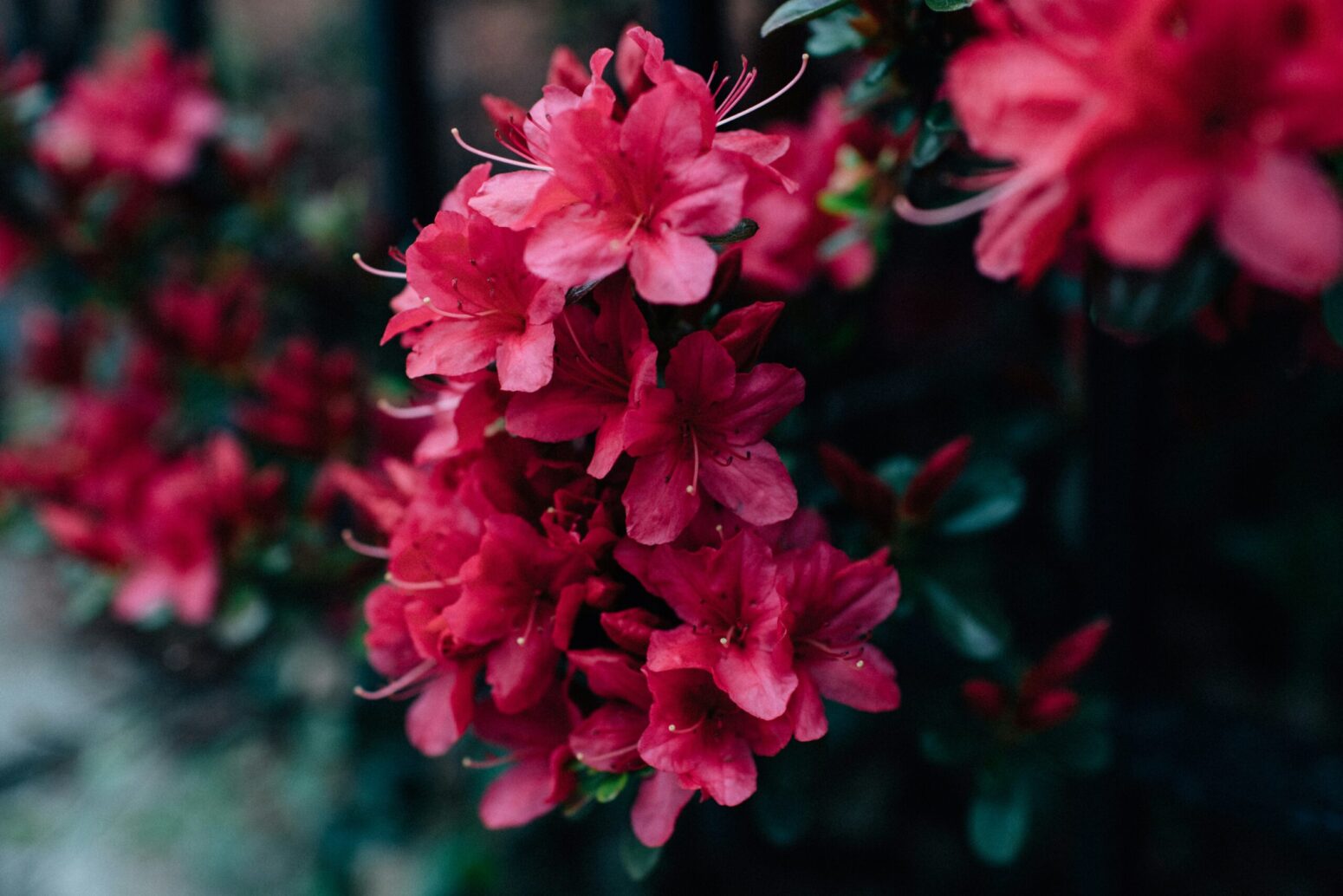 Close-up on hot-pink rhododendron blooms on a bush.