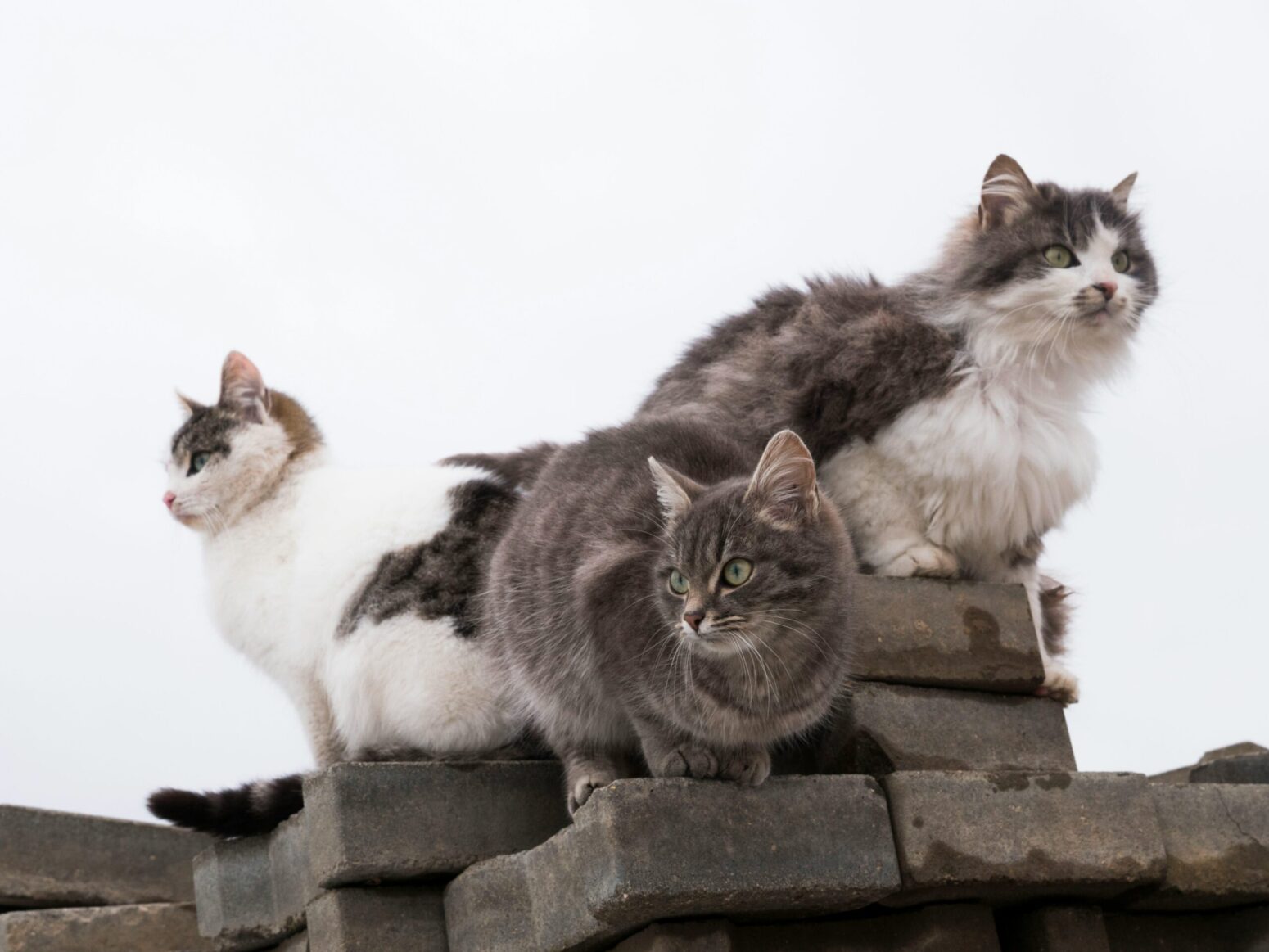 Three cats, all gray and white in different proportions, sitting on stone bricks, against an overcast sky