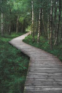 A wooden bridge bends through a forest of birch trees. 