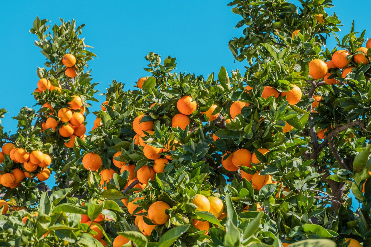 Oranges on green branches under a blue sky
