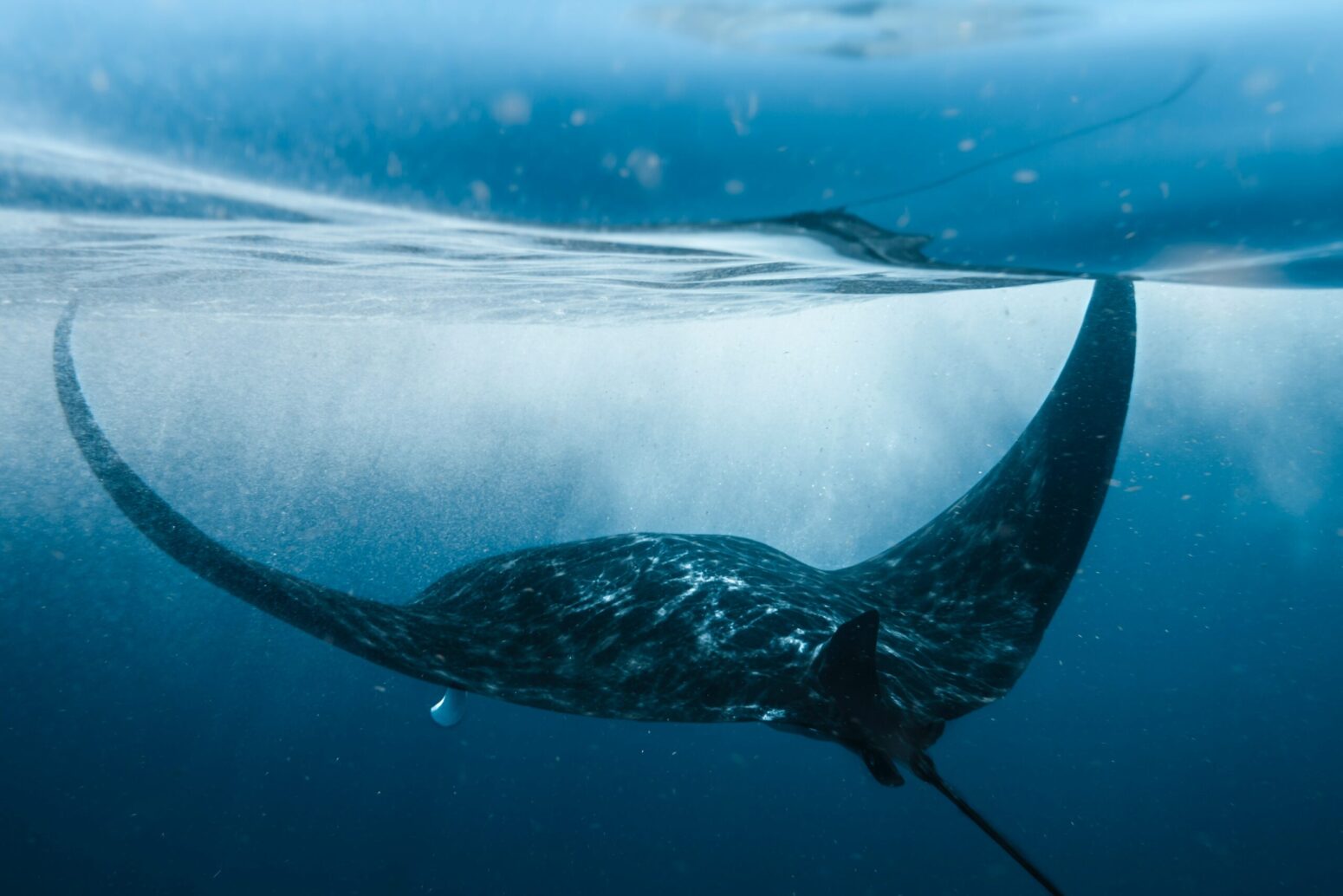 A manta ray swimming just under the surface of the water