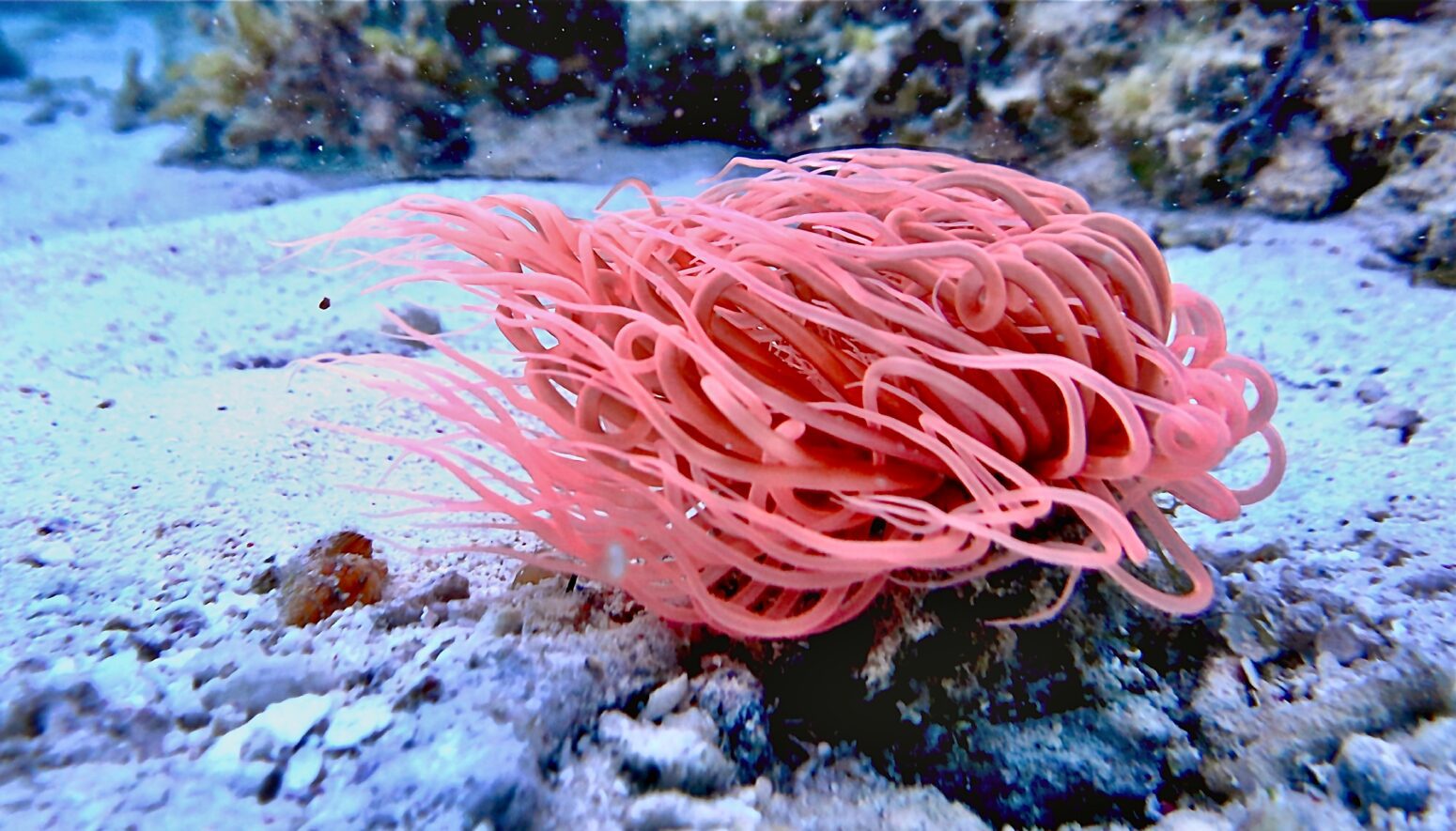 A pink sea anemone underwater. Its thin tentacles are leaning to the left.