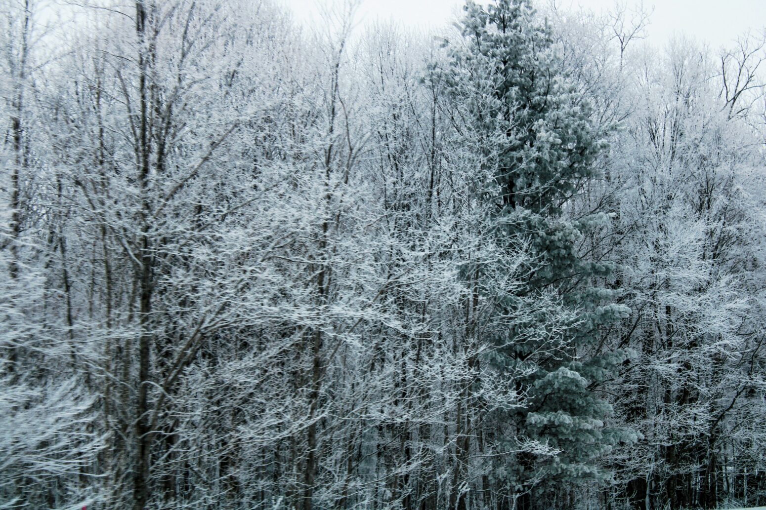 A forest of trees with snow-covered branches