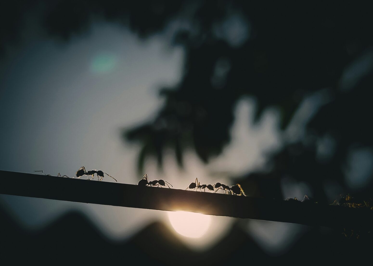 A silhouette of a line of ants moving across a branch at sunrise