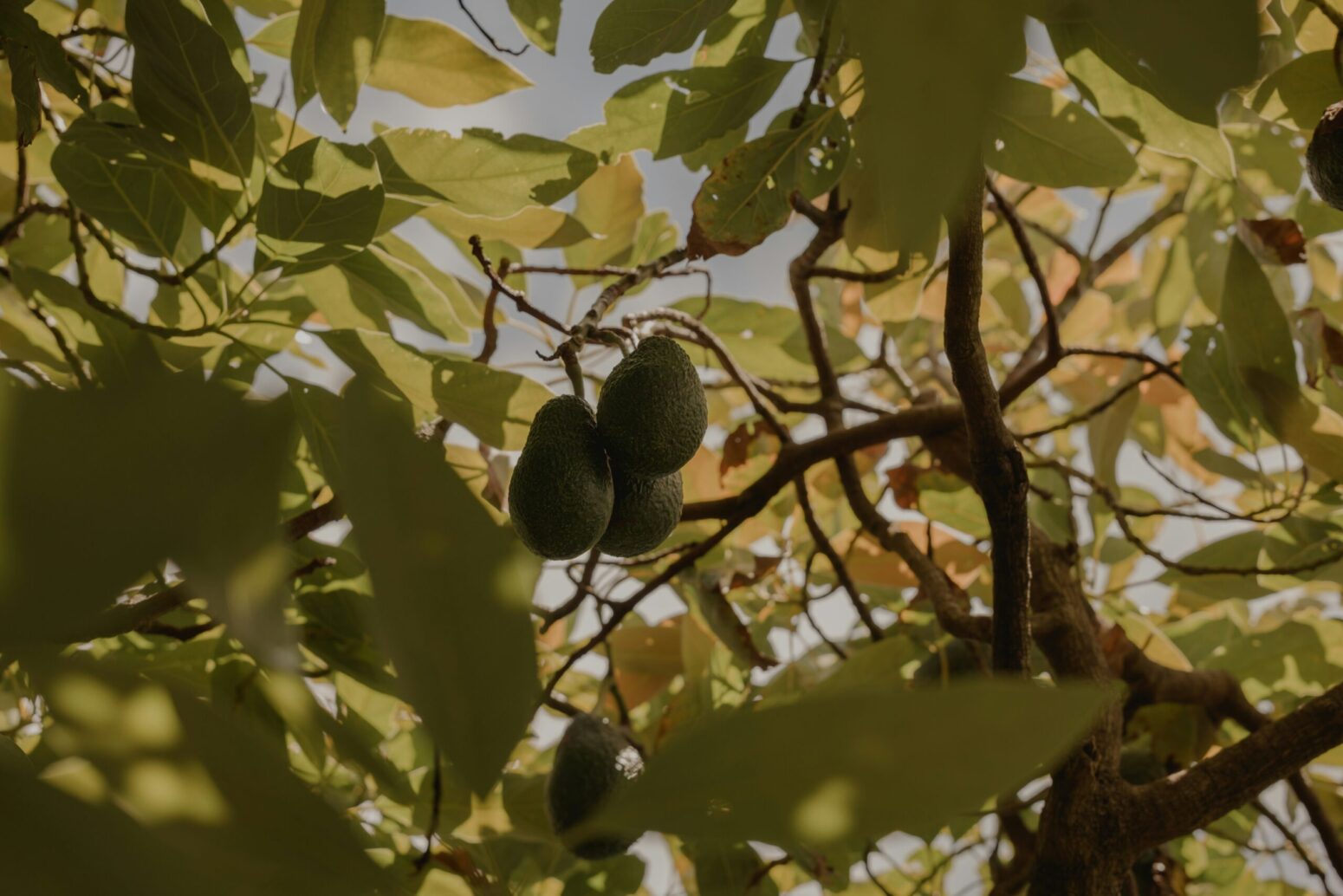 Two avocados hanging from a tree, surrounded by leaves against a blue sky.