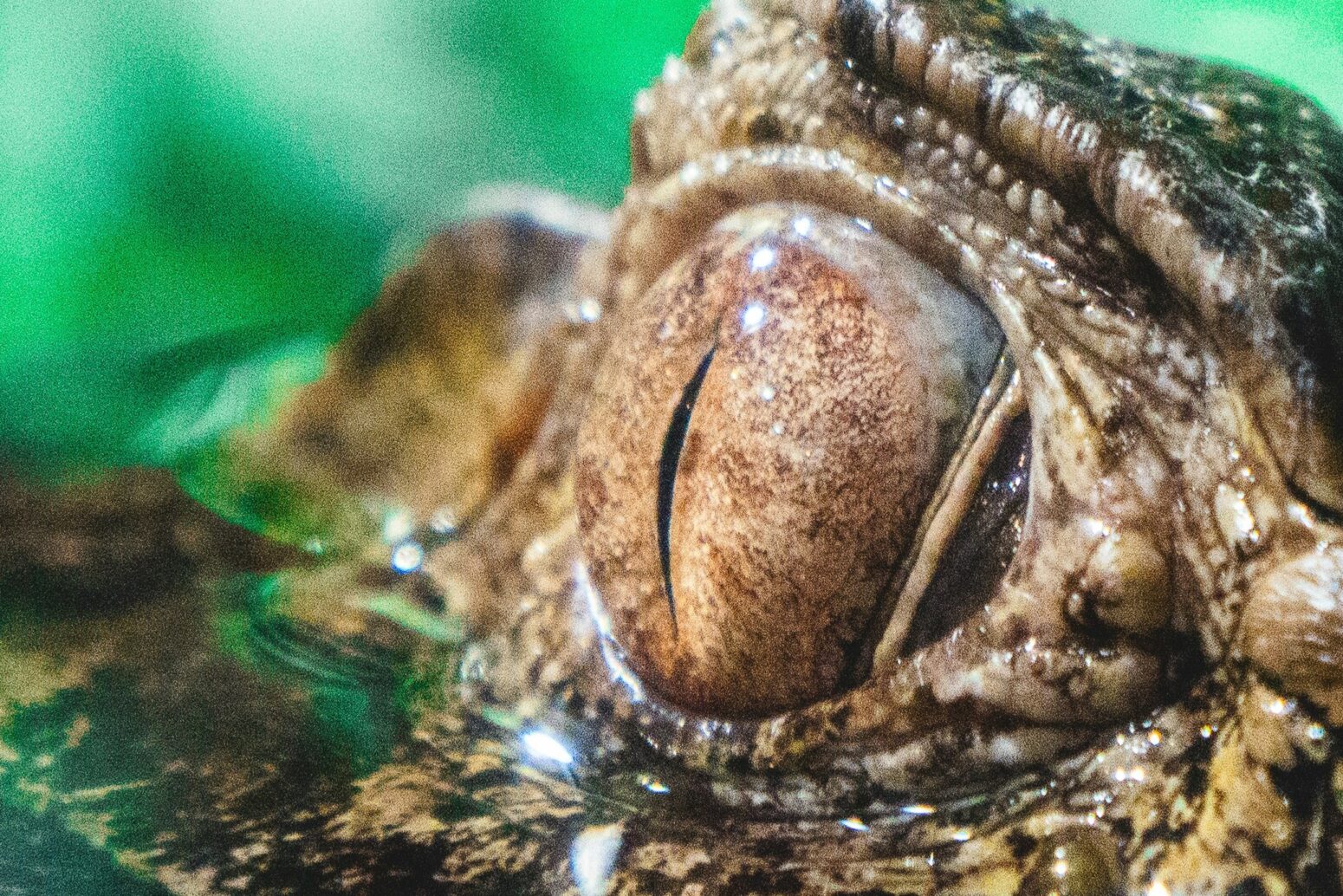 A zoomed in photo of the eye of a caiman on a green background. The eye is brown with a thin, vertical-slit pupil, surrounded by black and brown scales.