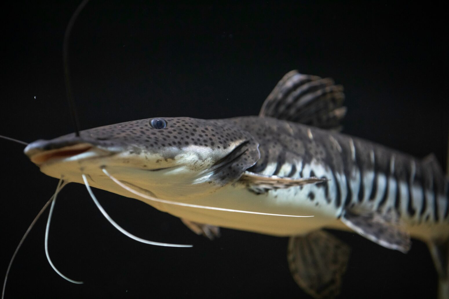 A sturgeon, a fish with a white belly and gray spotted top. Four whiskers extend from under its mouth.