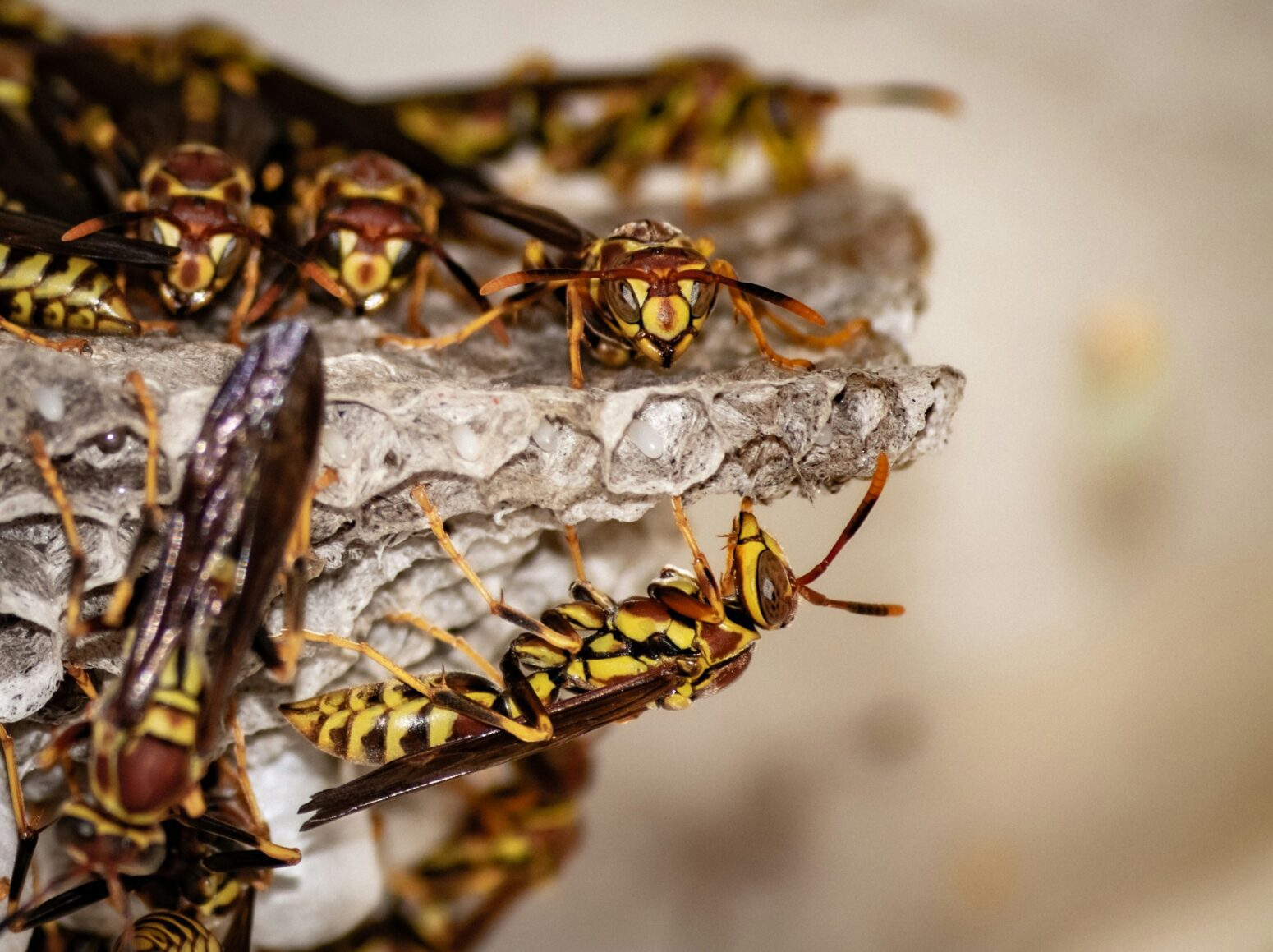 A close shot of yellow and brown wasps crawling on their gray nest.