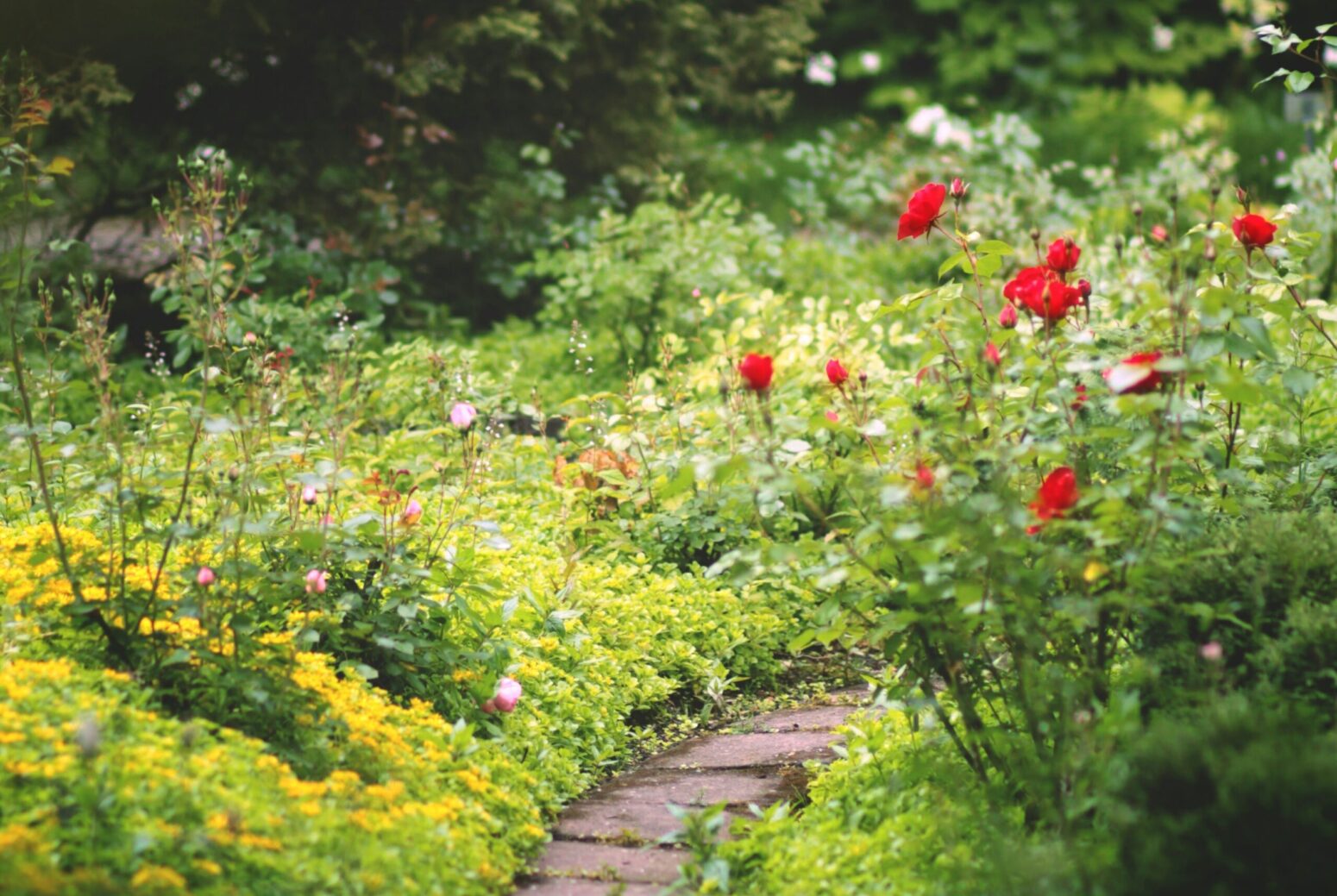A small, stone pathway through a backyard garden. There are trees in the background, and
