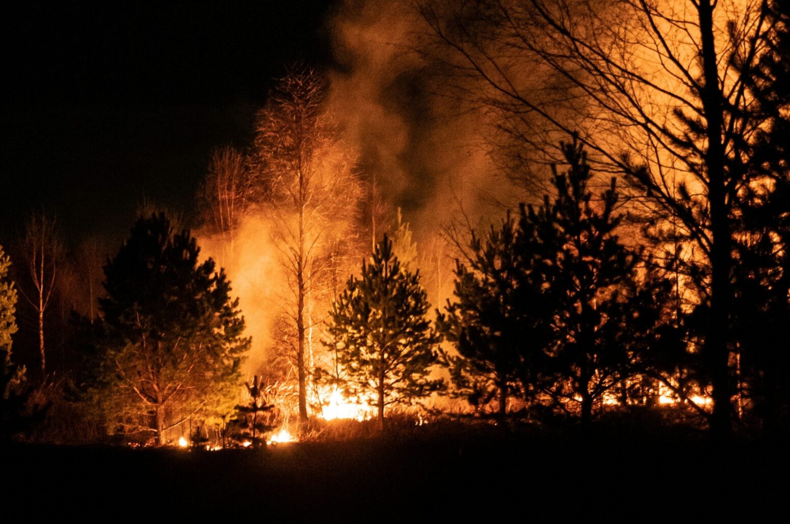 A wildfire raging in a forest at night.