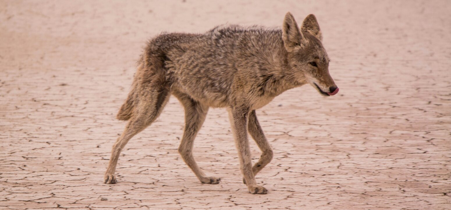 A coyote with light brown fur and its tongue slightly out, on cracked, dry ground.