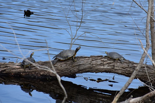 two turtles on a branch over a body of water, which has ripples in it.