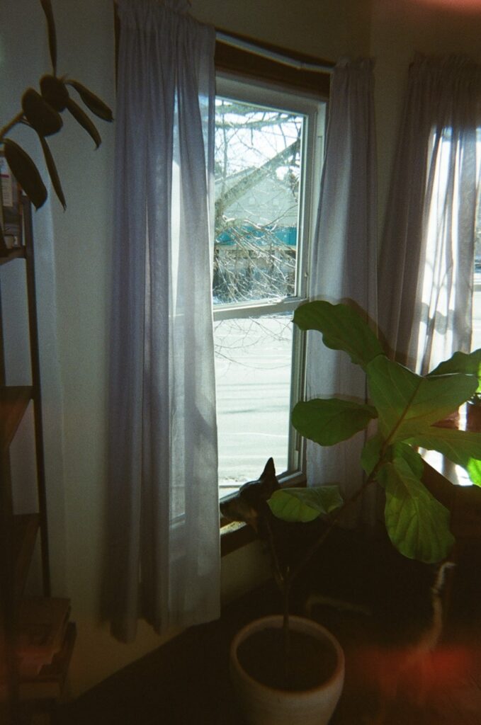 Heeler-type dog looking out a large curtained window at a streetscape. It sits under a large potted plant. The photo, taken with a disposable camera, shows light leaks and graininess.