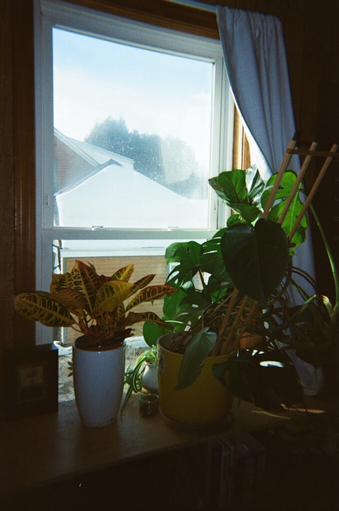 A curtained window with the curtains drawn back to provide light for the two large plants sitting in front of it. A house is visible through the window.