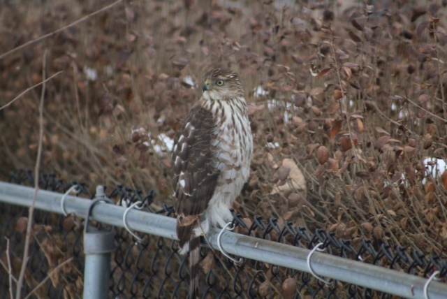 A Cooper's hawk with brown and white feathers sits on an aluminum fence pole, looking toward the left.