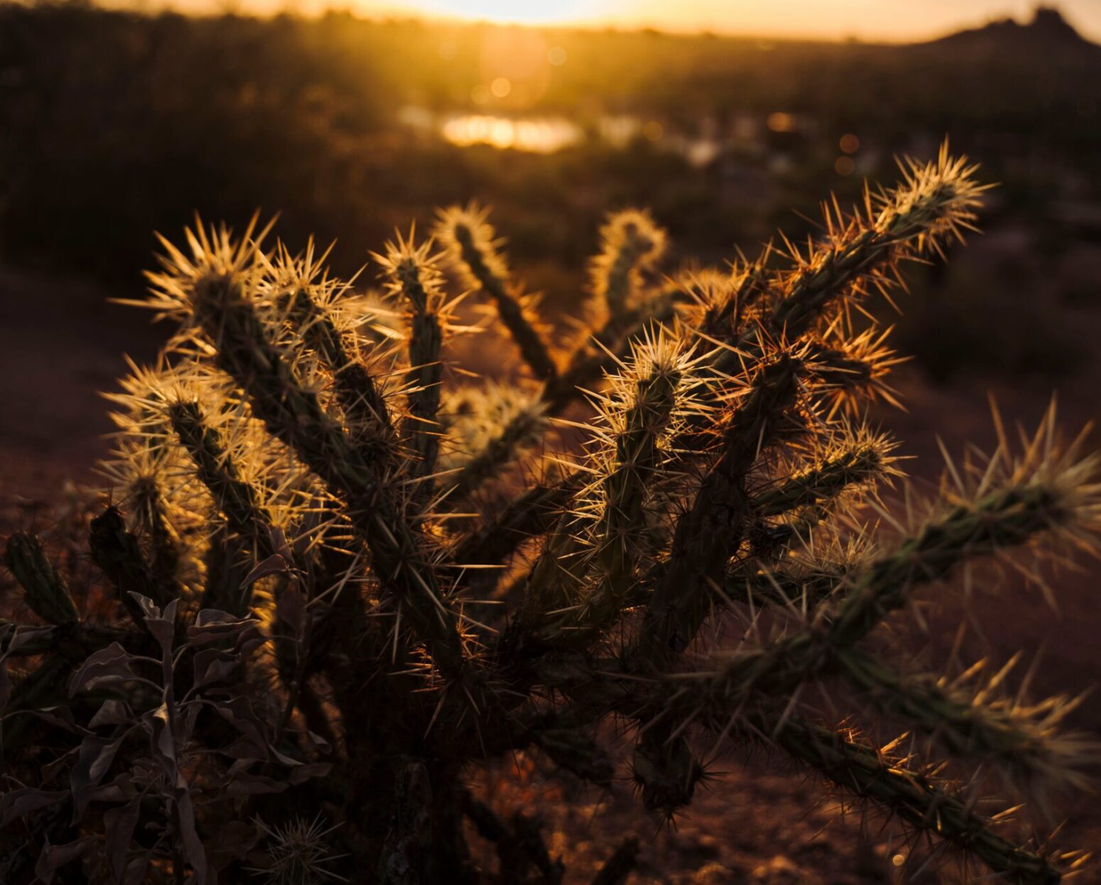 A desert plant with thin stems covered in spines. It's in half-light at sunset, with the sun behind it.