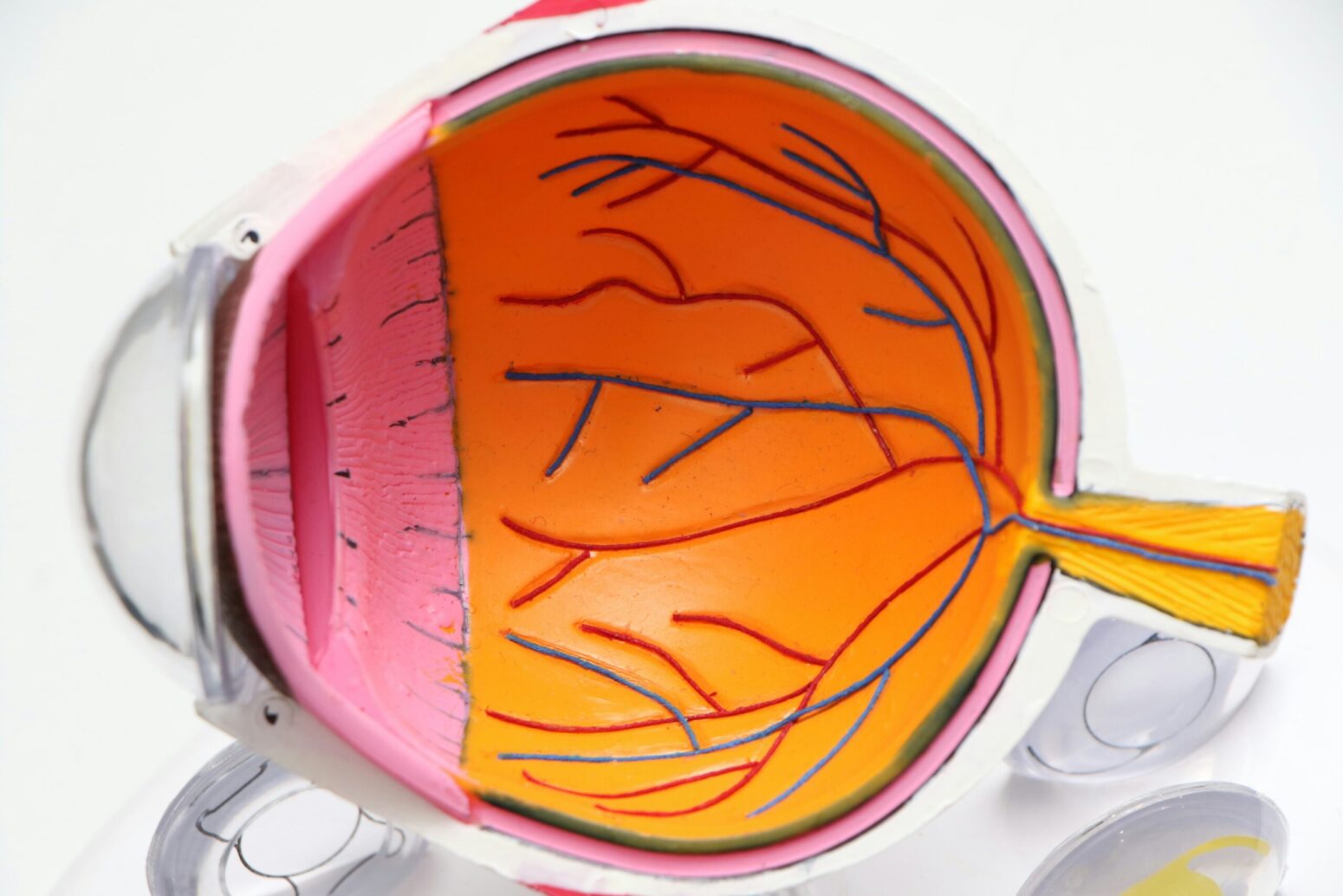 A diagram of the human eye. The tip is clear, following by a pink inner layer, and then a orange outer layer with red and blue nerves.