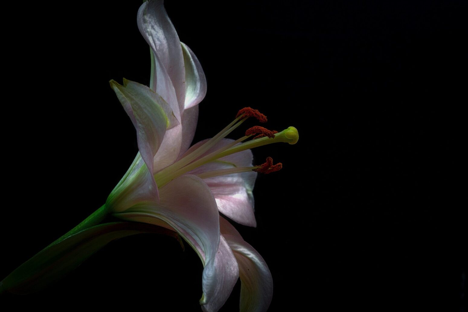 A pink-and-white lily, open toward the right, on a black background.