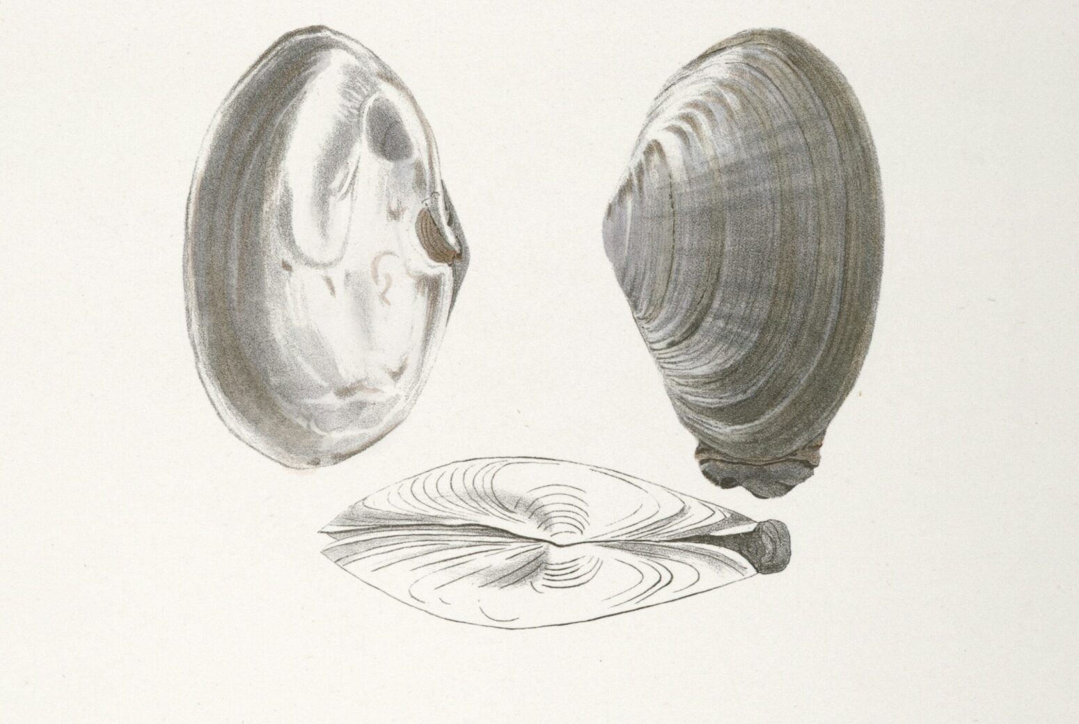 Three pencil sketches of a mussel. The one on the right is facing down, the one on the left is facing up, and the one on the bottom is a side-view.