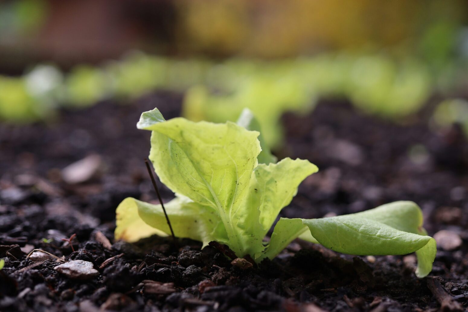 Green leaves of a new plant rising out of dark soil