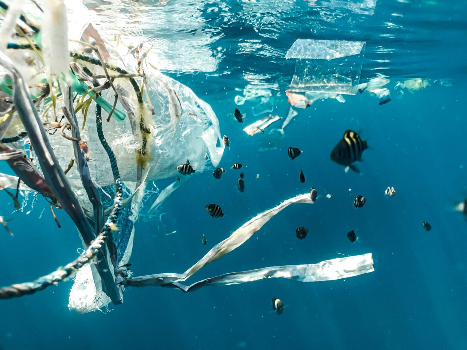 Underwater view of trash and plastic with a school of black-and-yellow striped fish among it