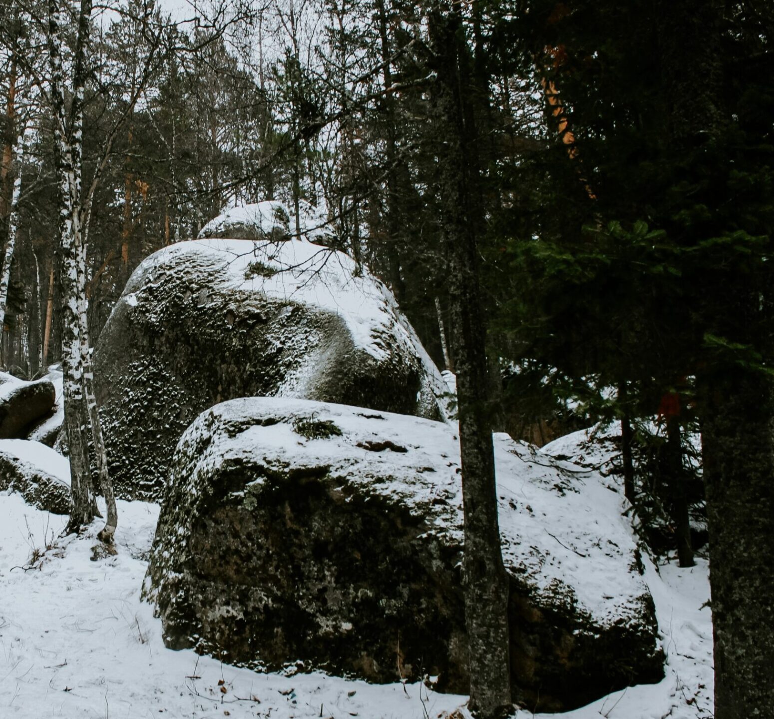 Trees and large rocks in a forest with a covering of snow