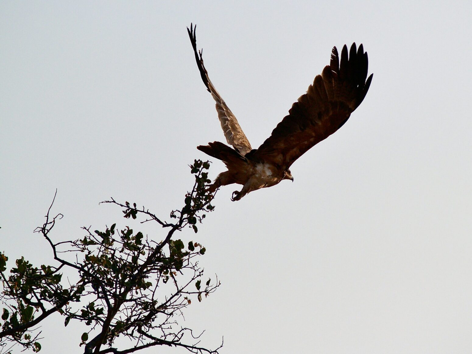 An eagle with brown feathers launching from a tree branch