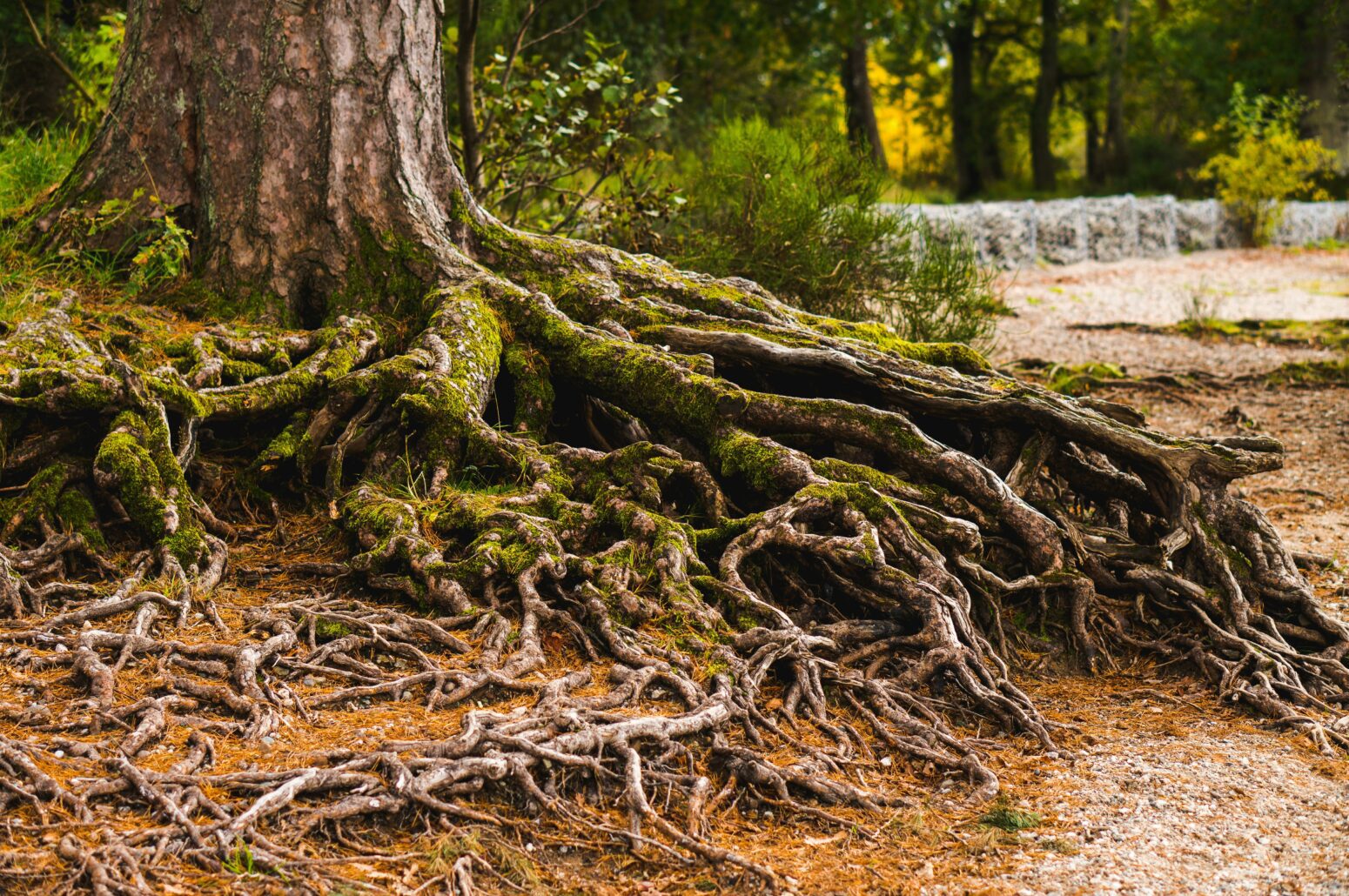 An ancient-looking clot of tree roots covered in moss spreads out beneath a tree.