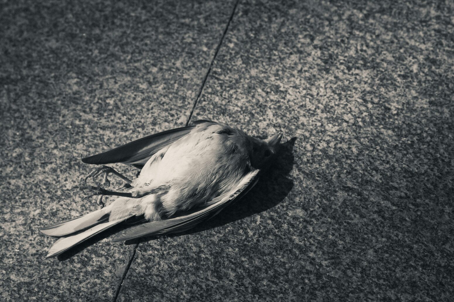A dead sparrow lies belly-up on concrete. The photo is black-and-white and has a noir quality.
