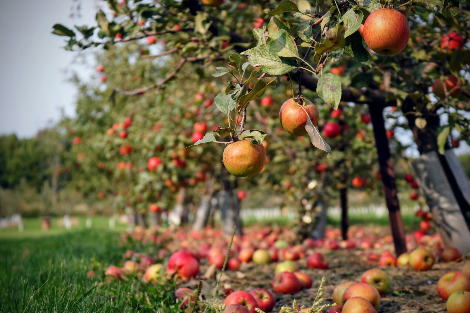 Orange and red apples hang from a row of apple trees in an orchard. Some have fallen on the ground. A fringe of green grass stretches out at the foot of the trees.