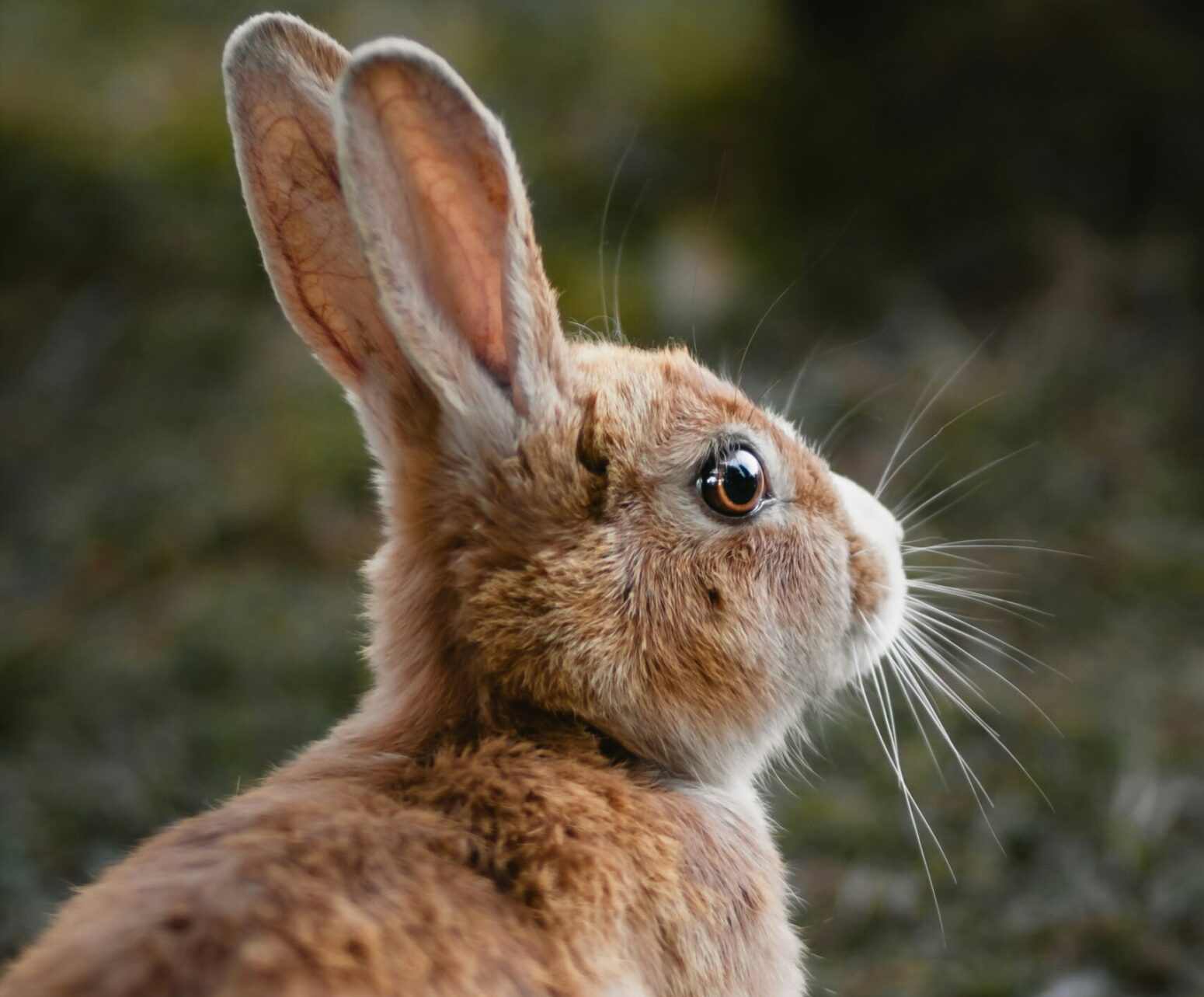 Rear three-quarter view of a light-brown rabbit who stares ahead at a wooded environment. Its ears are pointed up.