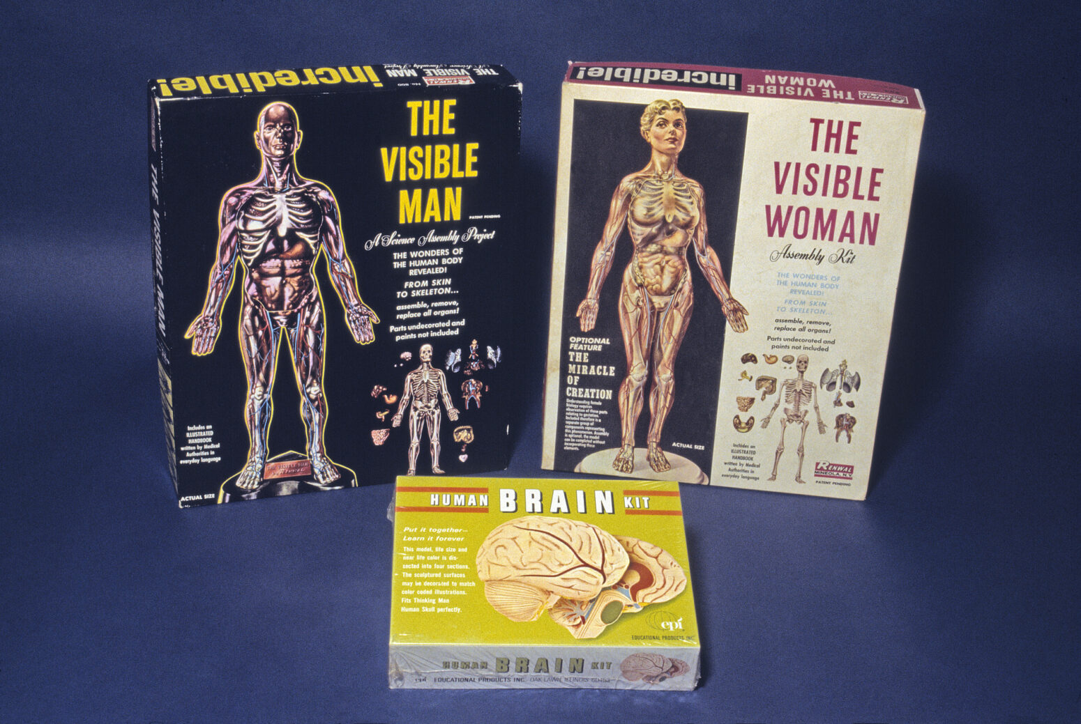 Boxes for "The Visible Man," "The Brain," and "The Visible Woman" toys photographed against a blue background.
