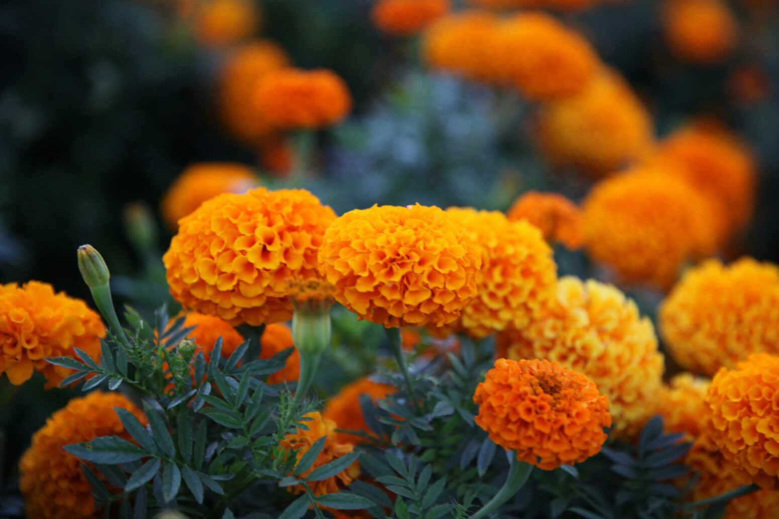 Orange marigolds on green stems.