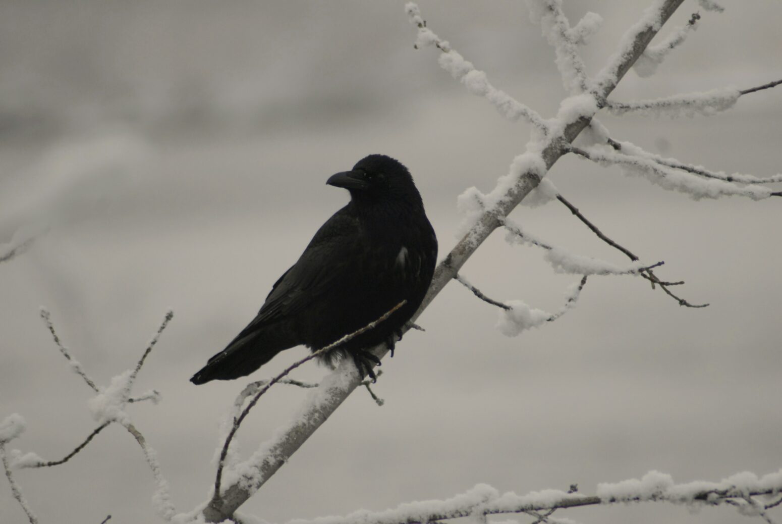A crow perches on a snowy tree branch.