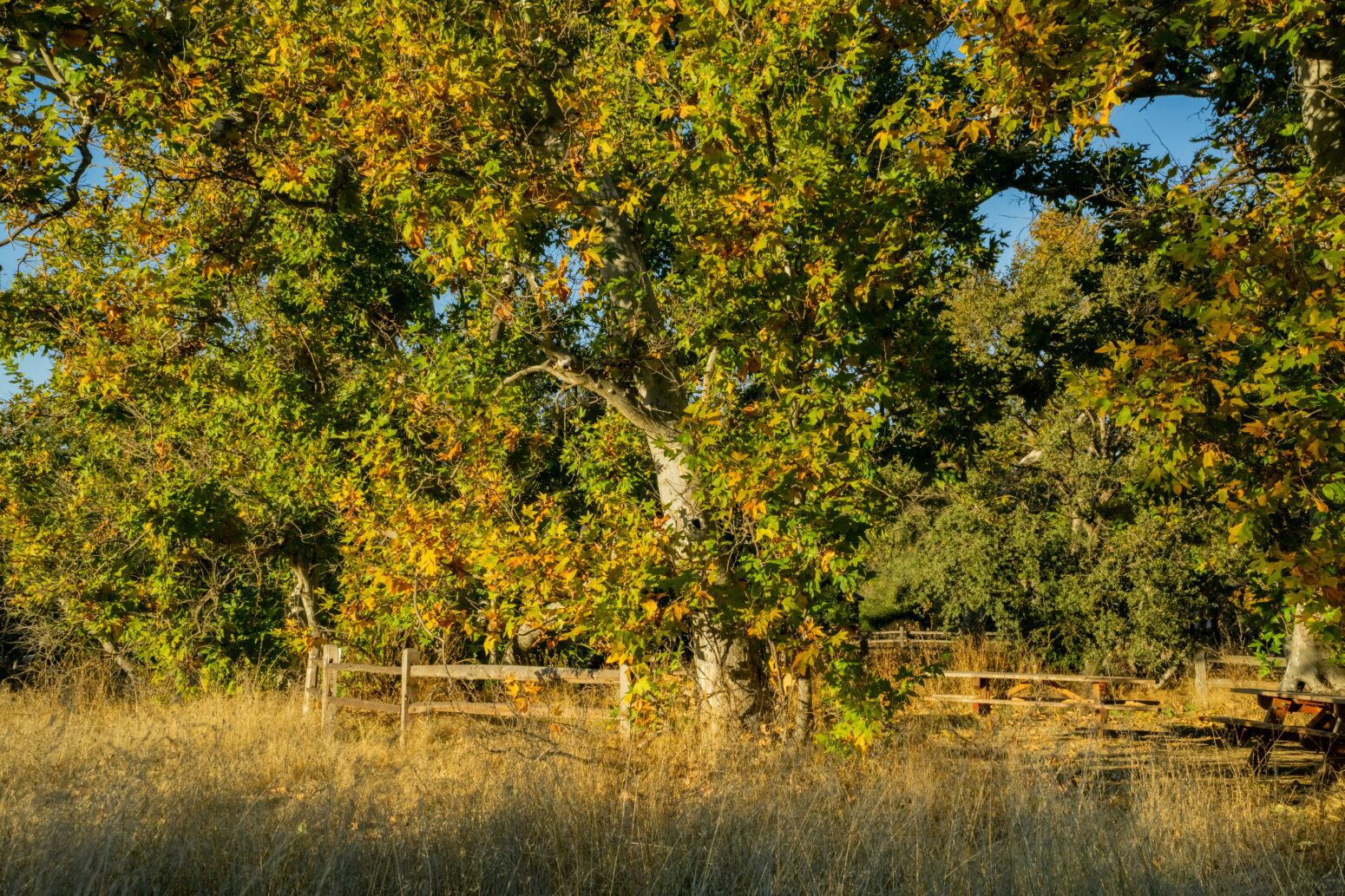 A stand of sycamores behind a wooden fence. They're starting to change color for fall.