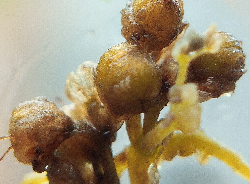 Chickpea shaped buds and attached stems, with a yellow thin vine weaving through them