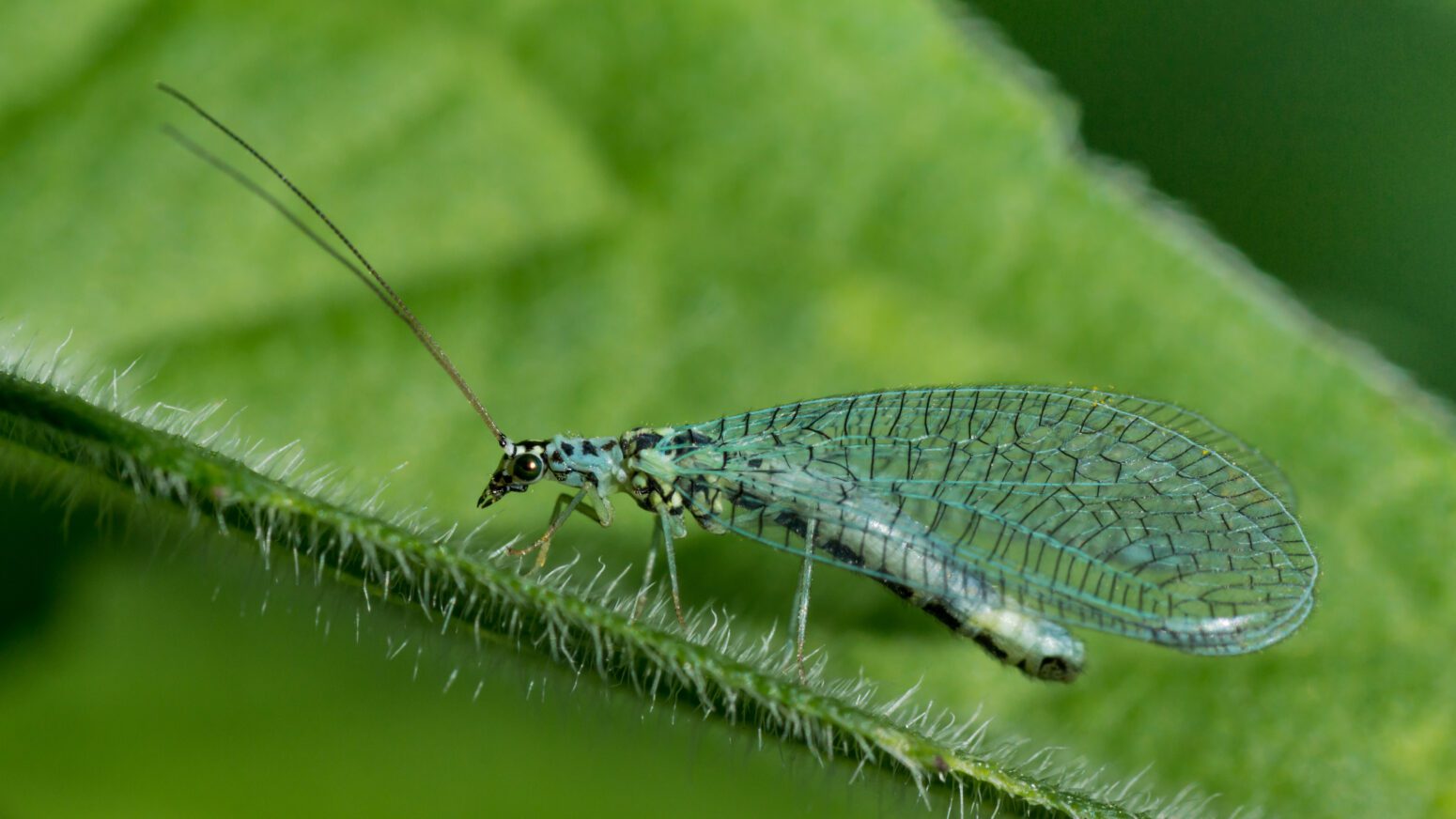 A green lacewing rests on a stem. Its wings are black and blue-green, transparent and very lace-like. It has long black antennae that stick out in front of its head.