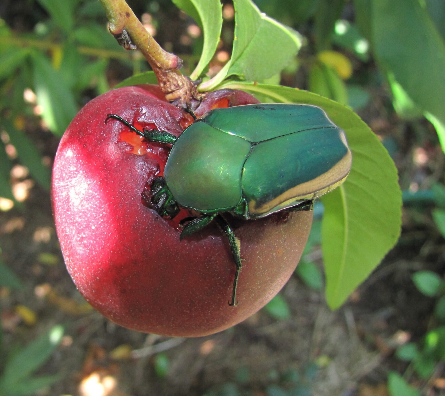 A figeater beetle, iridescent green, munches on a juicy nectarine that still hangs on a tree.
