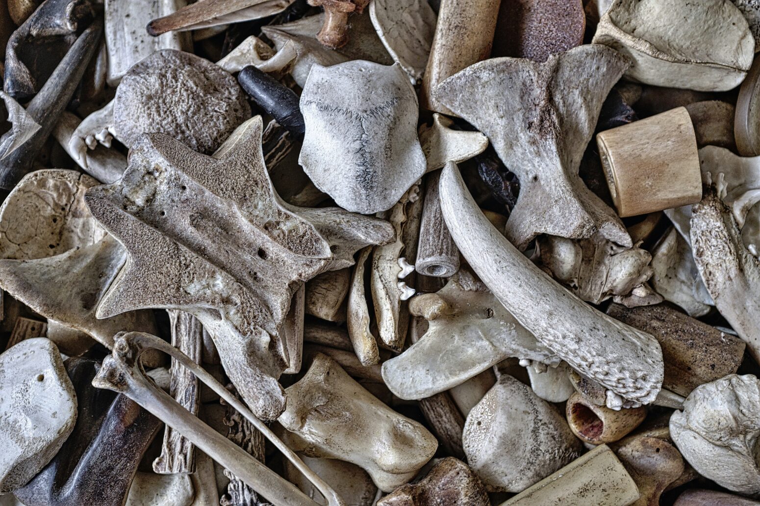 Close-up view of a pile of weathered bones.