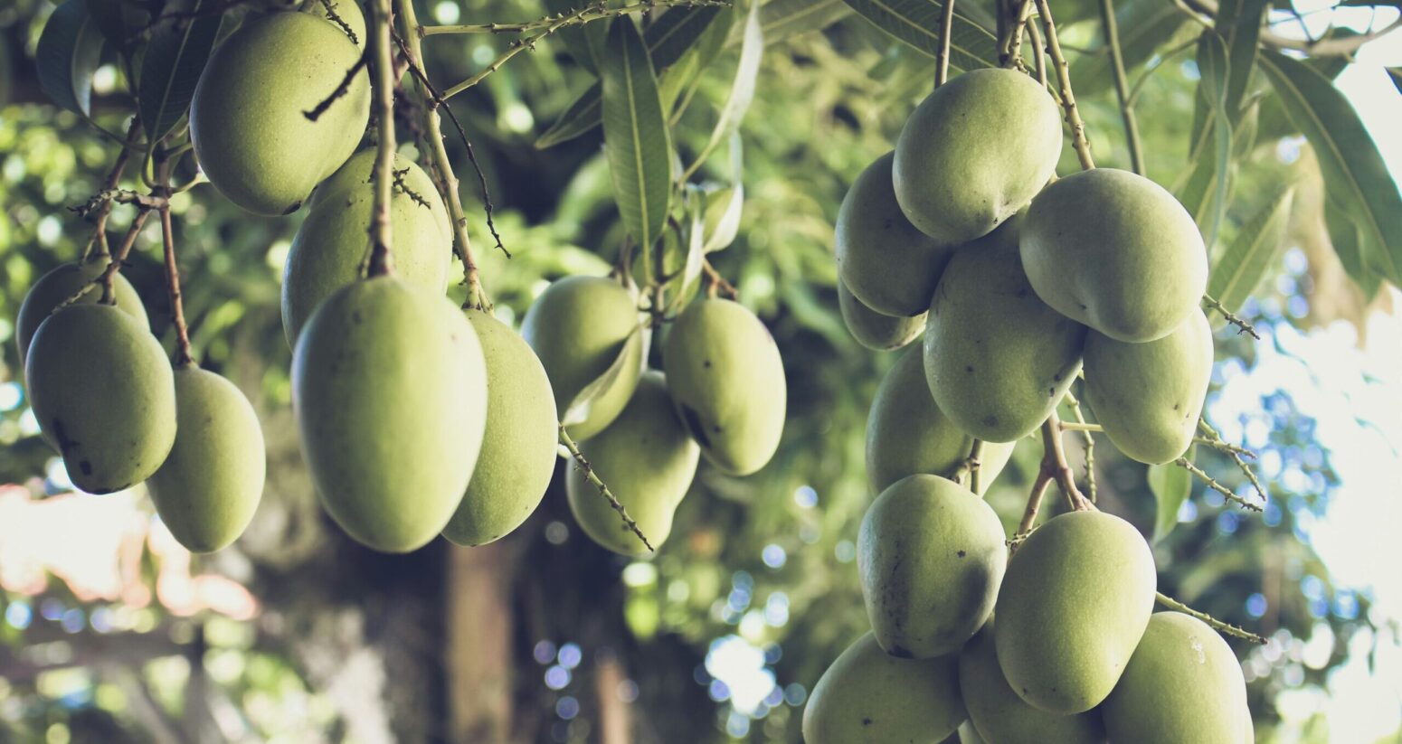 Green mangoes growing on a mango tree.