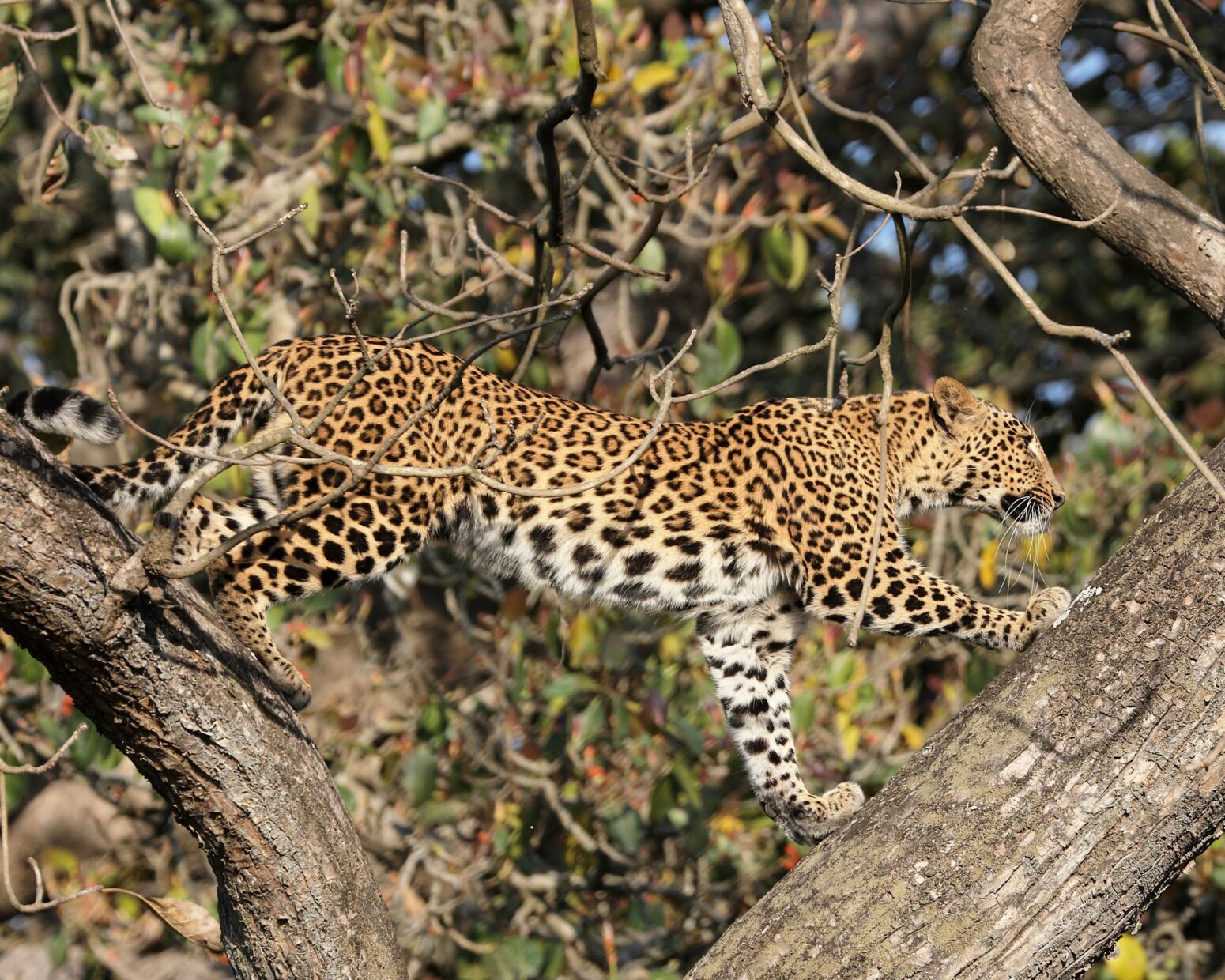 A spotted jaguar balancing between two tree trunks in a Y
