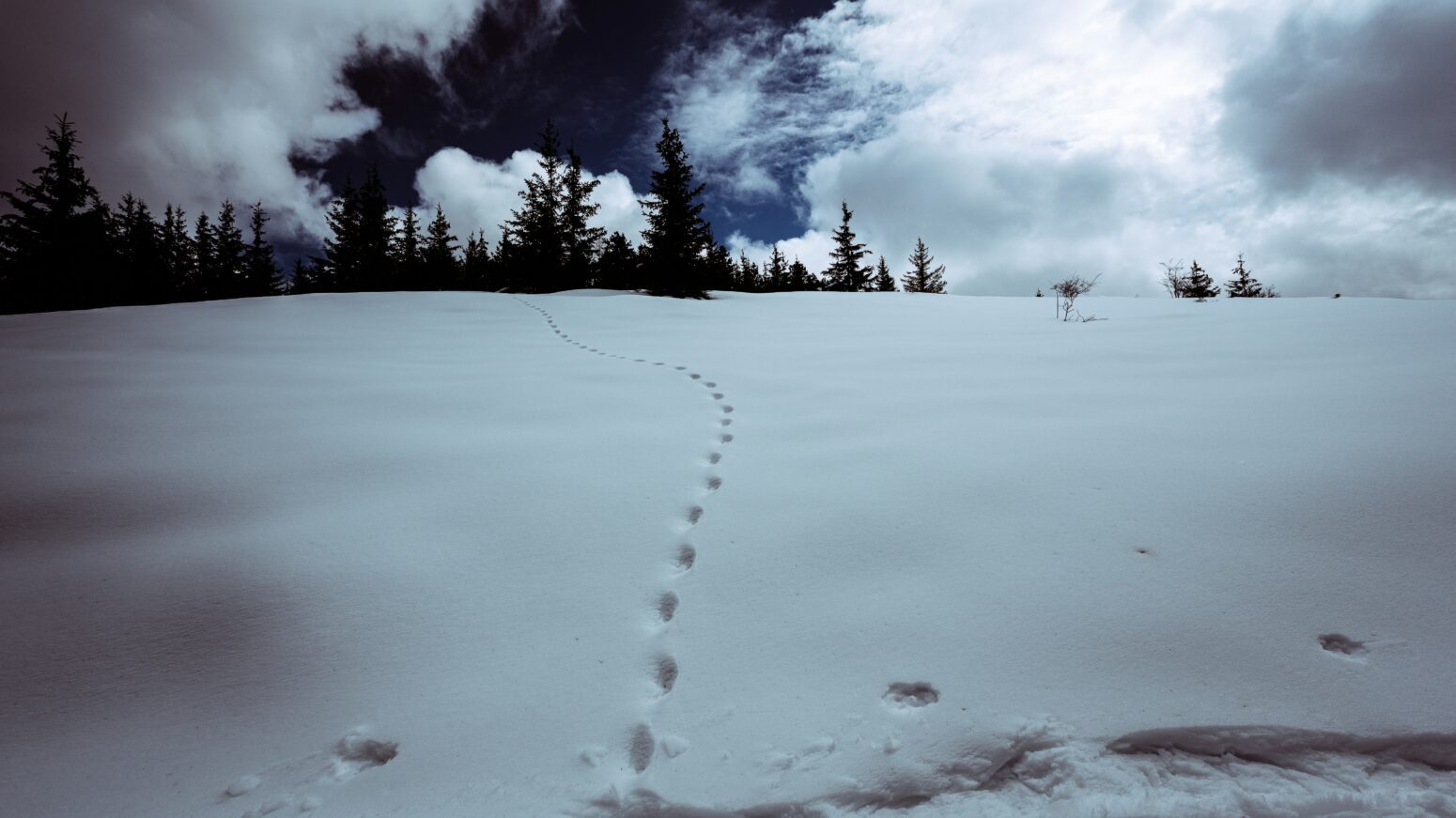 A single set of tracks in a thick layer of snow leads away from the viewer into a stand of pines at the top of a hill.