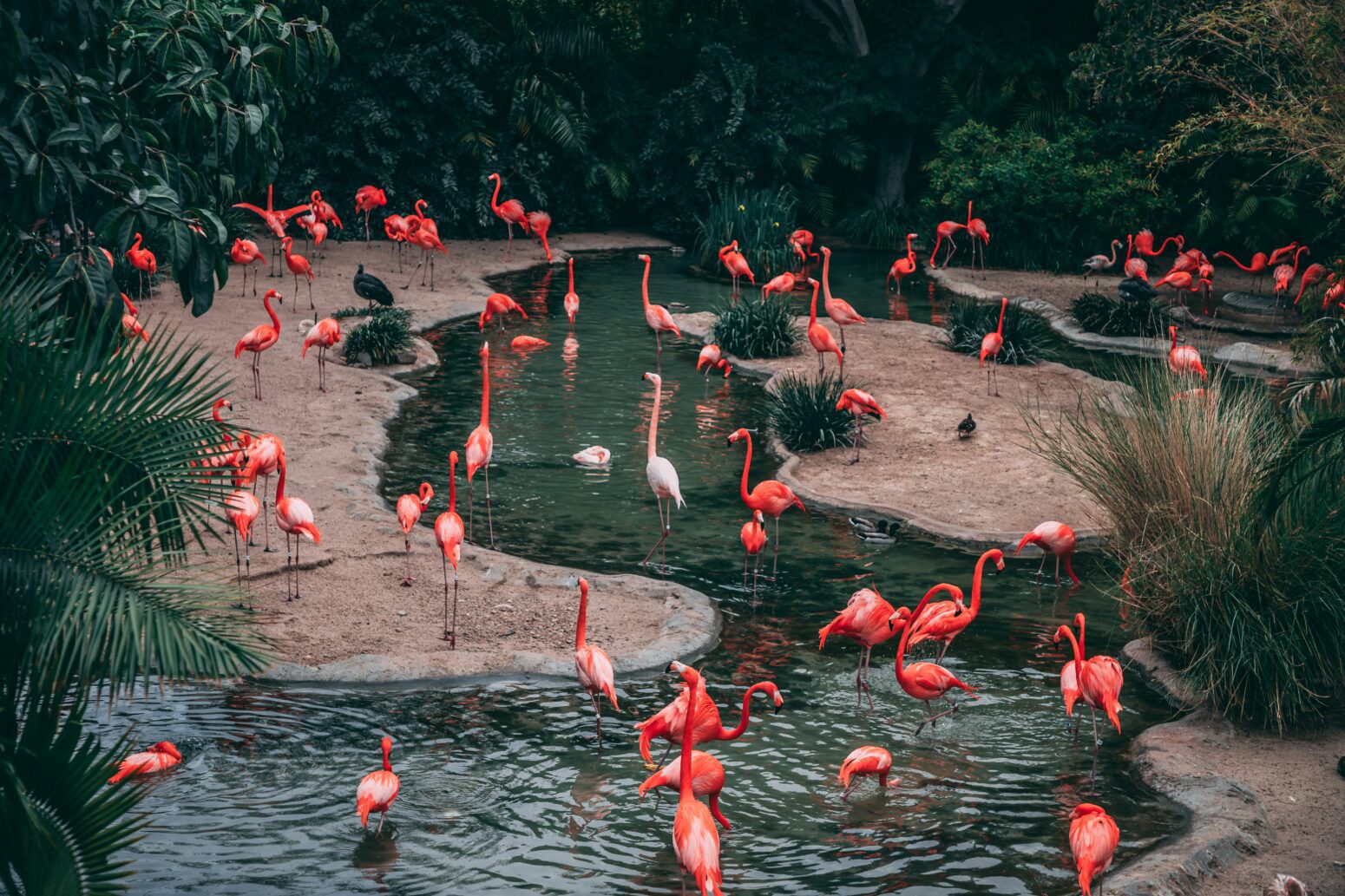 Dozens of pink flamingos in a lagoon, as well as a white one in the middle. There's greenery surrounding the lagoon.
