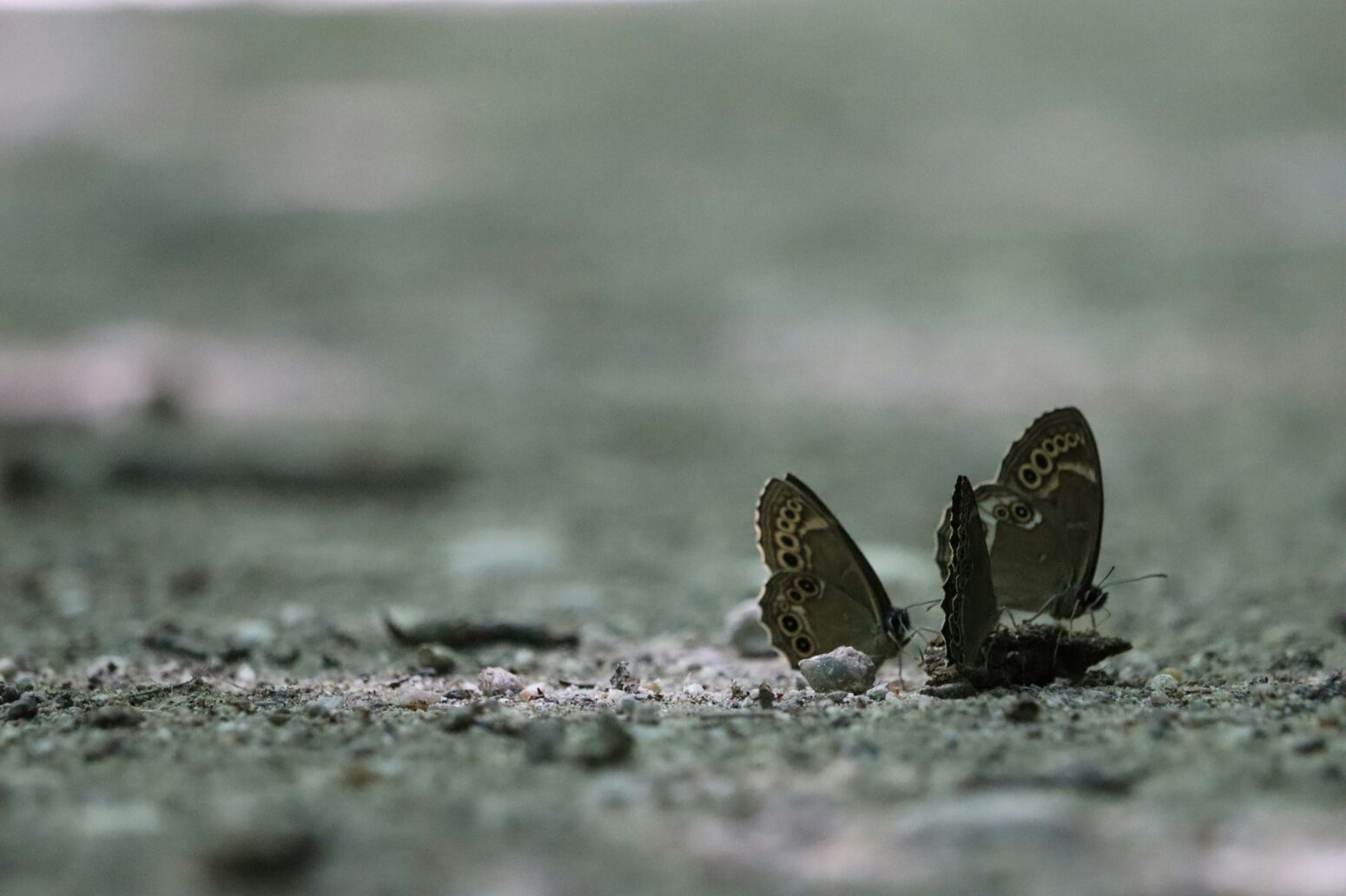 Three moths or butterflies over rough ground