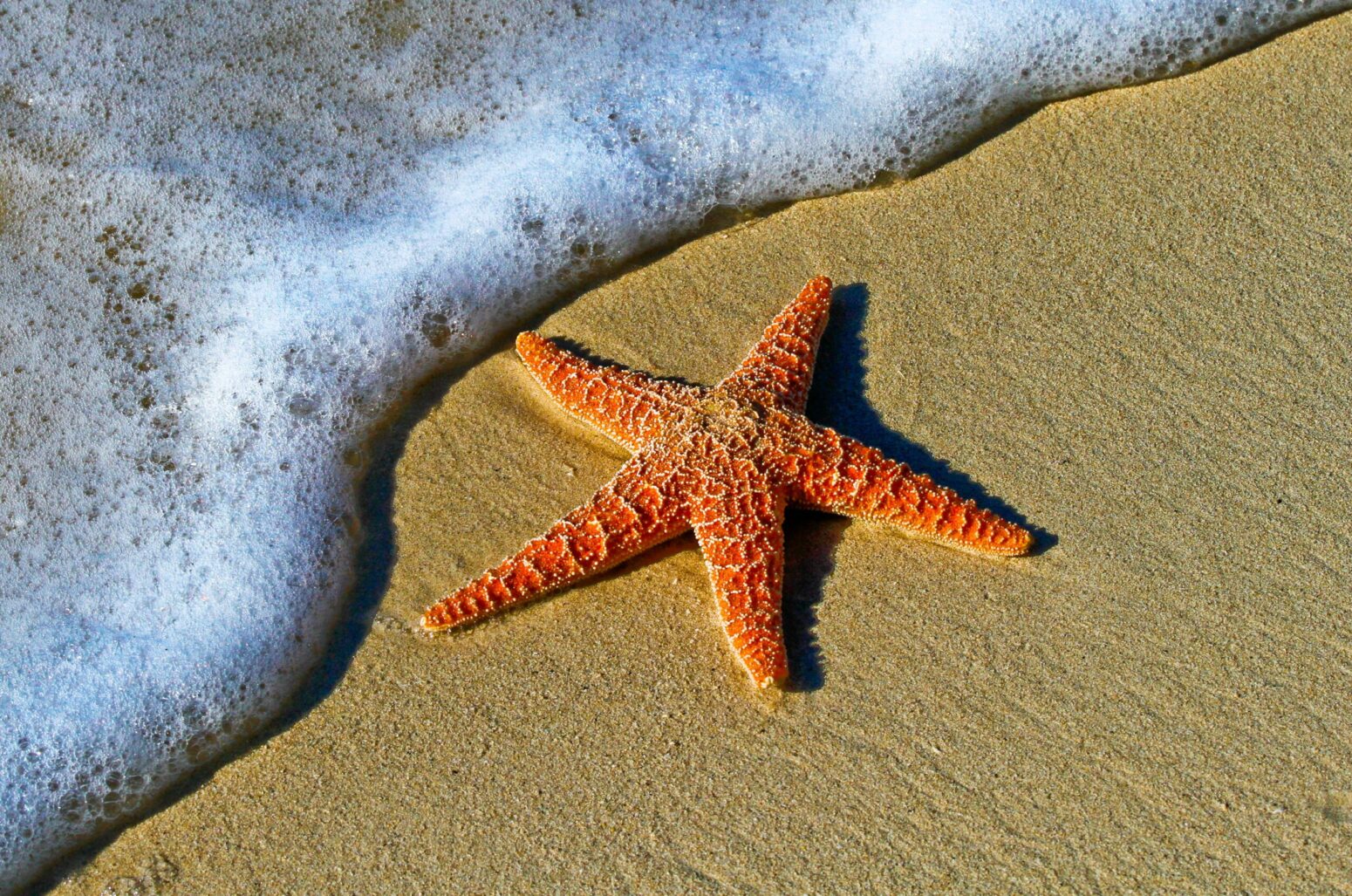 An orange starfish lies on a sandy beach next to a small foamy wave.