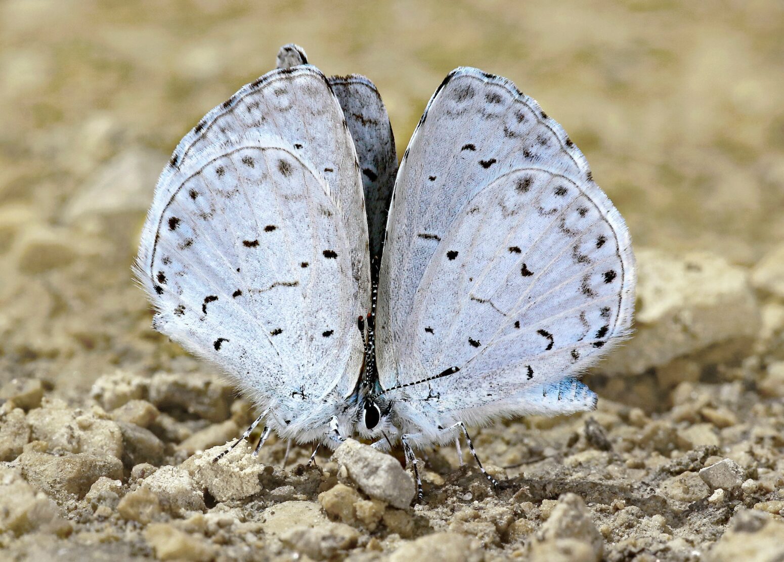A silvery blue moth with wings upstretched, walking on uneven ground