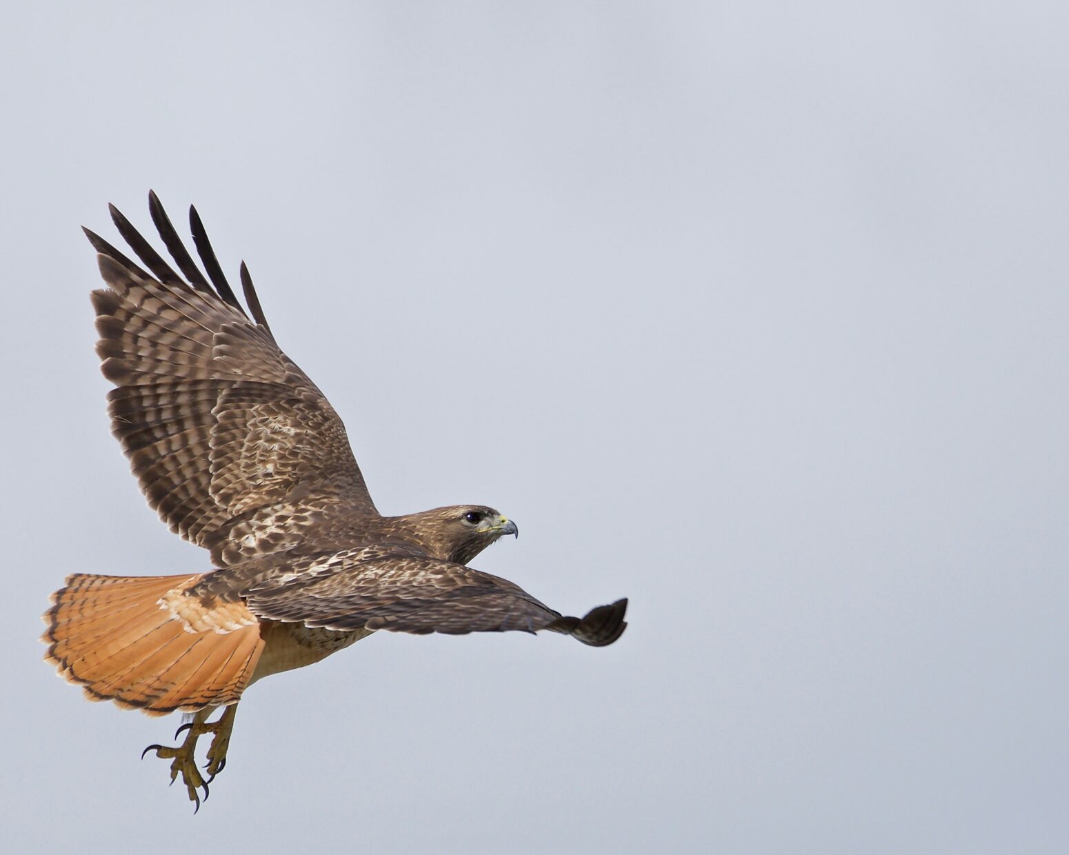 A red-tailed hawk in flight with wings outstretched and only sky in the background