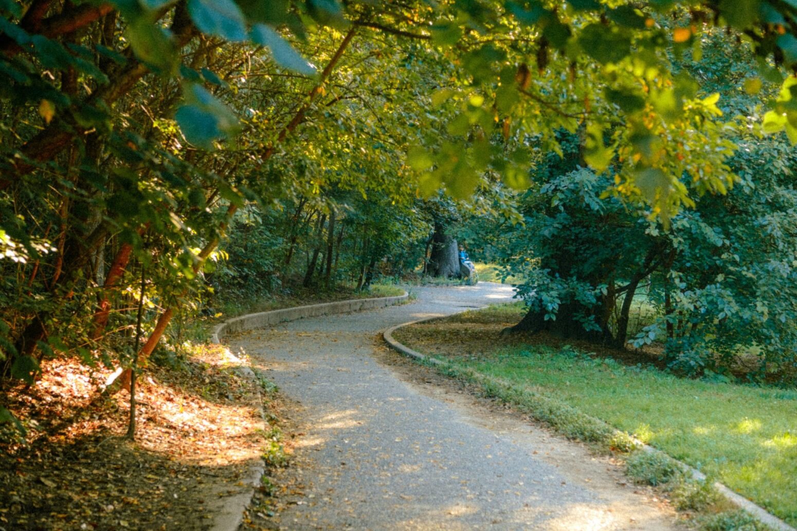 A wooded path that's paved and curves